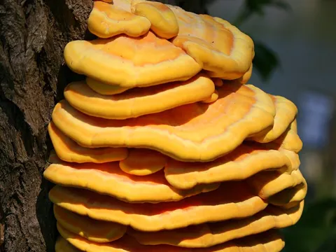Chicken of the Woods