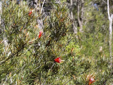 Lambertia formosa (Lambertia formosa)