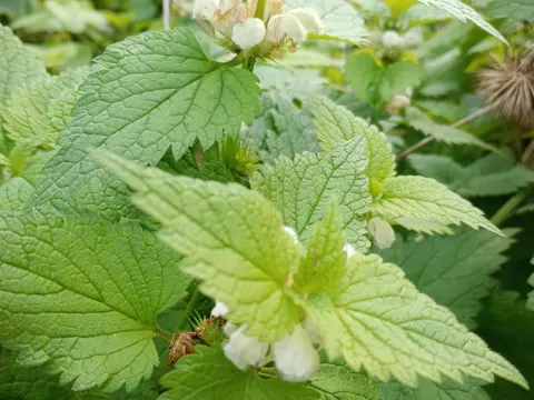 White Deadnettle