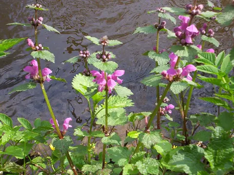 Spotted Deadnettle (Lamium maculatum)