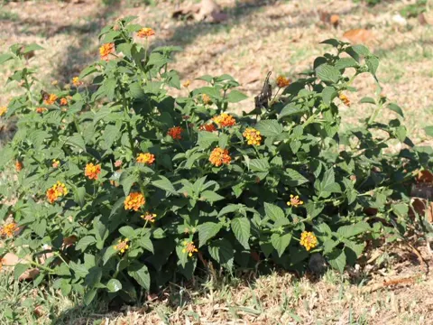 Wandelrose (Lantana camara)