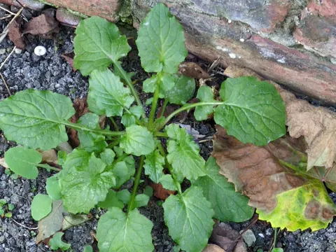 Nipplewort