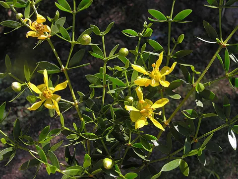 Kreosotstrauch (Larrea divaricata)
