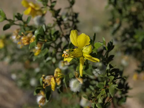 Creosote-Strauch (Larrea tridentata)