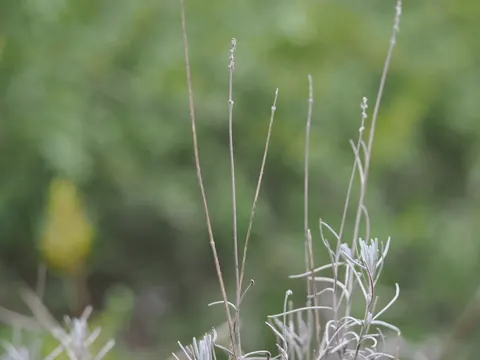 English Lavender (Lavandula angustifolia)
