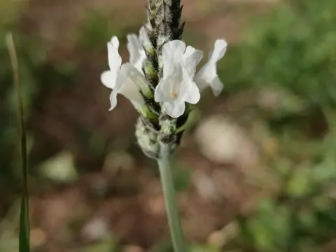 Schlitzblättiger Lavendel (Lavandula multifida)