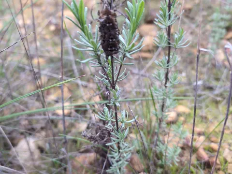 French Lavender (Lavandula stoechas)