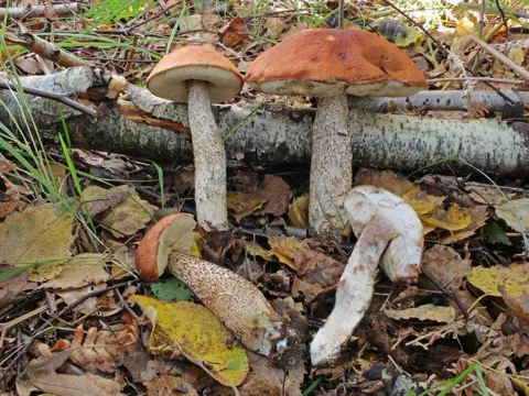 Eichen-Rotkappe (Leccinum aurantiacum)