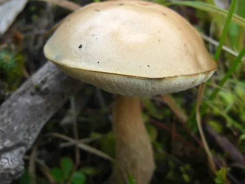 Moor-Birkenpilz (Leccinum holopus)