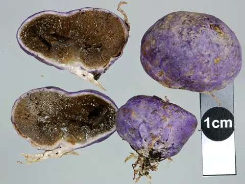 Flockenstieliger Hexen-Röhrling (Leccinum pachyderme)