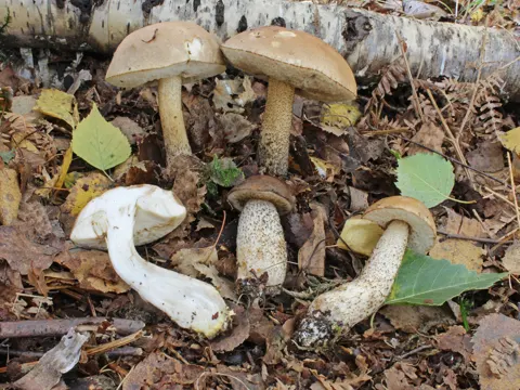 Scaber Stalk