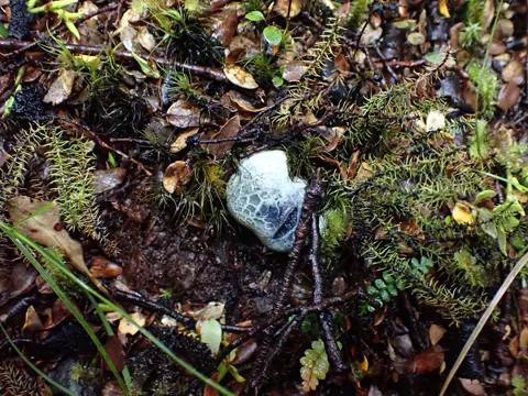 Leccinum scutiger