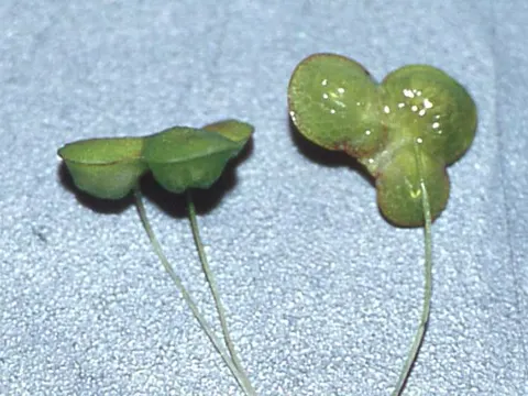 Buckelige Wasserlinse (Lemna gibba)