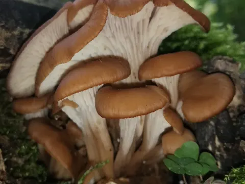 Anis-Zähling (Lentinellus cochleatus)
