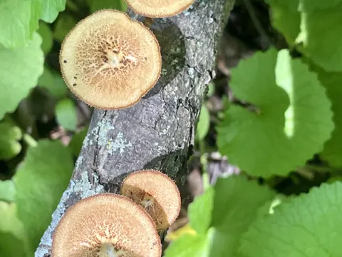 Lentinus arcularius (Lentinus arcularius)