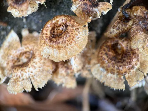 Behaartes Seitenlingsöhrchen