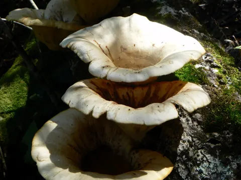 Indischer Auster (Lentinus sajor-caju)