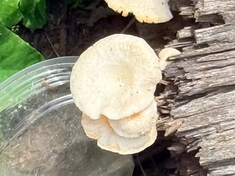 Schuppiger Auster (Lentinus squarrosulus)
