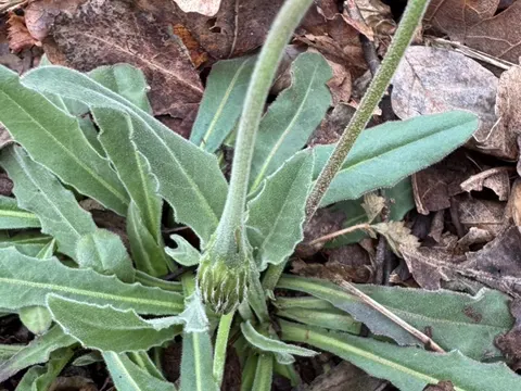 Rough Hawkbit