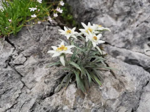 Edelweiß