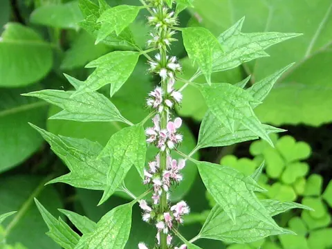 Mutterkraut (Leonurus cardiaca)
