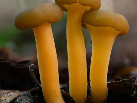Jellybaby Fungus