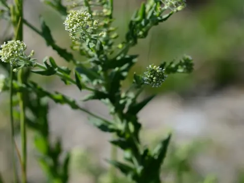 Feld-Kresse (Lepidium campestre)