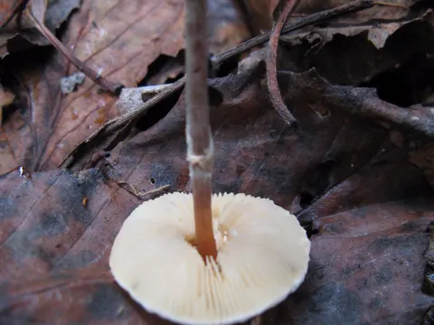 Fleischroter Giftfälbling (Lepiota cristata)