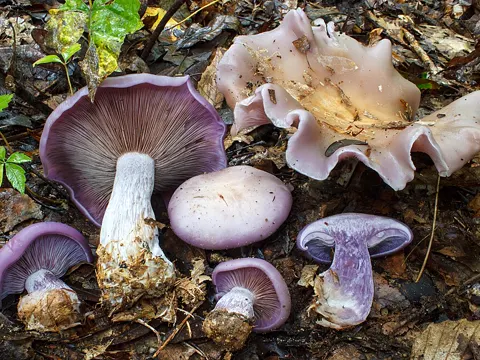Wood Blewit