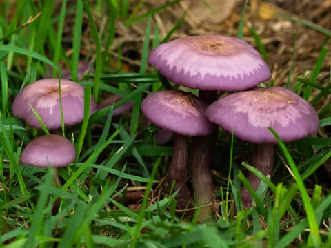 Sordid Blewit (Lepista sordida)