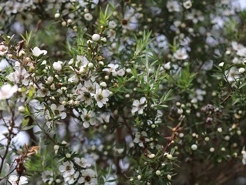 Manuka (Leptospermum scoparium)