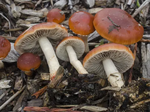 Leratiomyces ceres (Leratiomyces ceres)