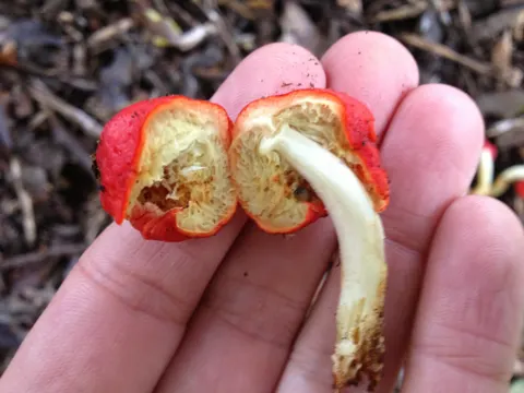 Leratiomyces erythrocephalus (Leratiomyces erythrocephalus)