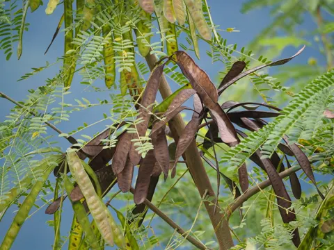 Weiße Leucaena