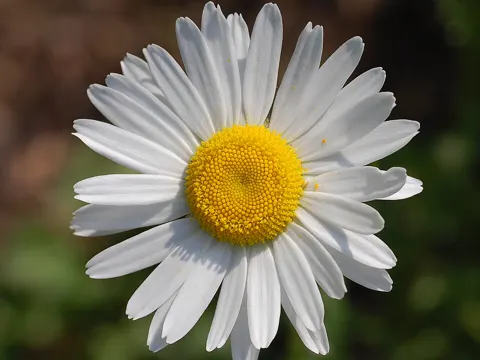 Margerite
