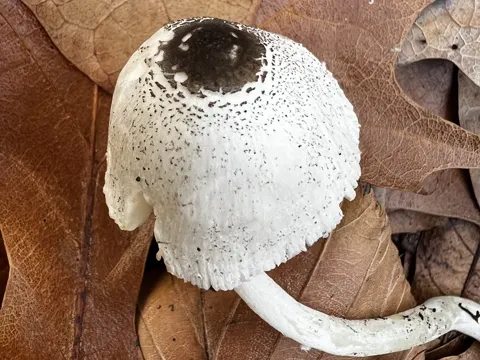Skullcap Dapperling (Leucocoprinus brebissonii)