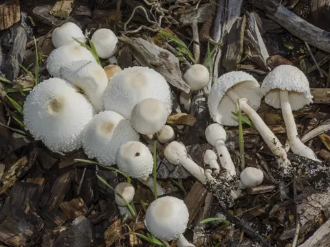 Zwiebelfüßiger Faltenschirmling (Leucocoprinus cepistipes)