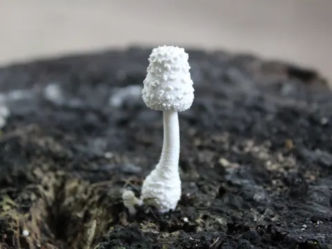 Weiße Tintling (Leucocoprinus cretaceus)