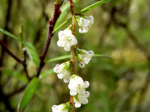 Leucopogon fasciculatus (Leucopogon fasciculatus)