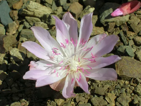 Lewisia rediviva (Lewisia rediviva)