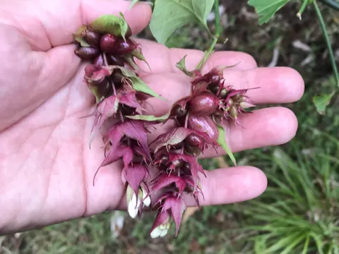 Himalayan Honeysuckle