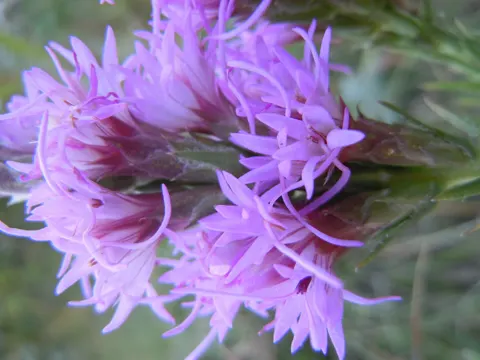 Liatris punctata