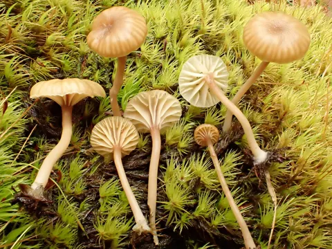 Gefalteter Flechtennabeling (Lichenomphalia umbellifera)