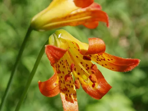 Lilium parvum (Lilium parvum)