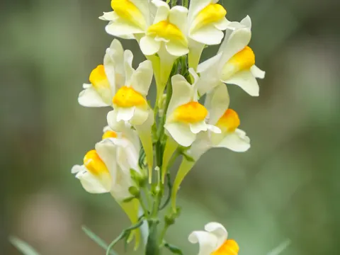 Yellow Toadflax