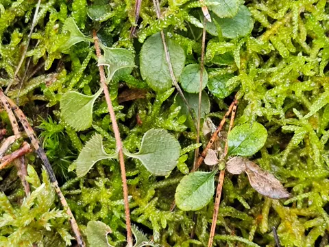 Nordische Zwergblume