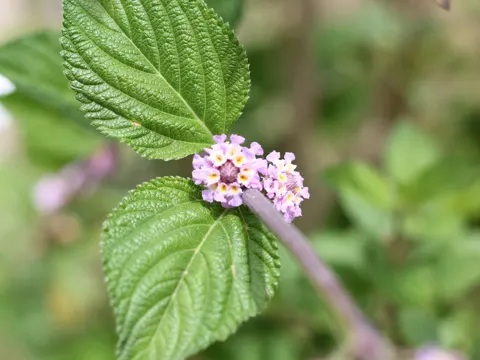 Lippia alba (Lippia alba)