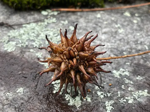 Amerikanischer Amberbaum (Liquidambar styraciflua)