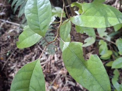 Litsea calicaris