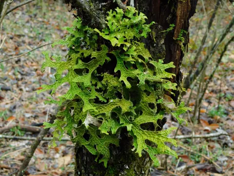 Lungs of Oak